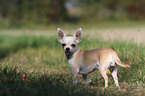 Chihuahua