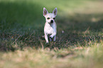 rennender Chihuahua