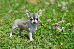 Chihuahua Welpe