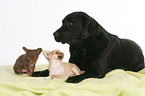 Chihuahuas und Labrador Retriever