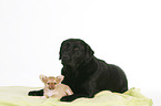 Chihuahua Welpe und Labrador Retriever