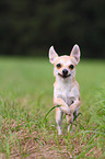 rennender Chihuahua