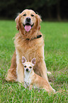 Chihuahua & Golden Retriever