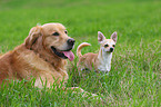 Chihuahua & Golden Retriever