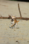 rennender Chihuahua