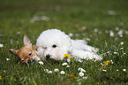 Chihuahua und Bichon Frise