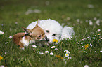 Chihuahua und Bichon Frise