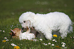 Chihuahua und Bichon Frise