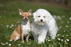 Chihuahua und Bichon Frise