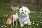 Chihuahua und Bichon Frise