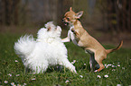 Chihuahua und Bichon Frise