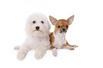 Chihuahua und Bichon Frise