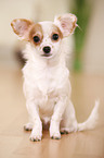 junger Chihuahua