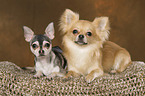 2 Chihuahuas