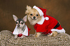 2 Chihuahuas