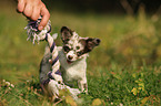 Chihuahua Welpe