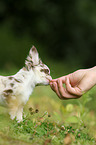 Chihuahua Welpe