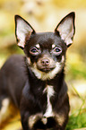 junger Chihuahua