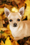 junger Chihuahua