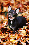 junger Chihuahua