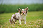 Langhaarchihuahua