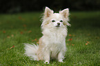 sitzender Langhaarchihuahua