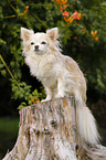 sitzender Langhaarchihuahua
