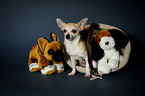 sitzender Chihuahua