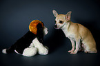 sitzender Chihuahua