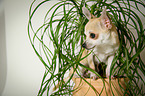 Chihuahua sitzt im Blumenstock