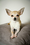 liegender Chihuahua