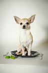 Chihuahua sitzt auf Teller