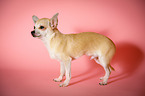 stehender Chihuahua