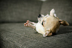 Chihuahua