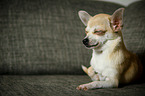 liegender Chihuahua