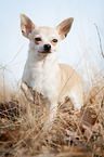 stehender Chihuahua