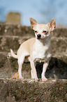 stehender Chihuahua