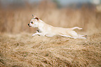 rennender Chihuahua