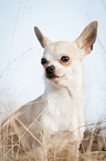 sitzender Chihuahua