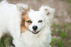 Chihuahua Portrait