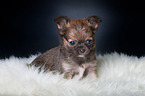 Chihuahua Welpe