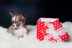 Chihuahua Welpe