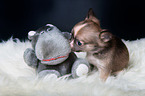 Chihuahua Welpe