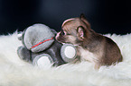 Chihuahua Welpe