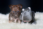 Chihuahua Welpe