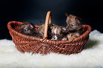4 Chihuahua Welpen