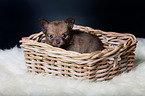 Chihuahua Welpe