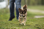 rennender Chihuahua