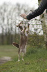 Chihuahua macht Mnnchen