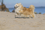 rennender Chihuahua